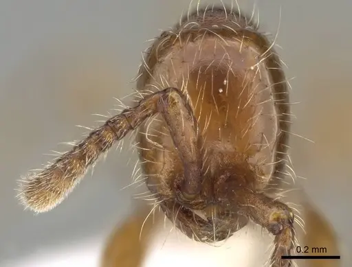 Aenictus hoelldobleri - CASENT0914933