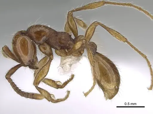 Aenictus hoelldobleri - CASENT0914933