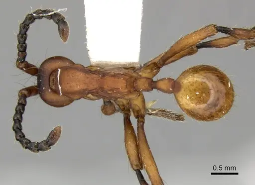 Aenictus hottai specimen