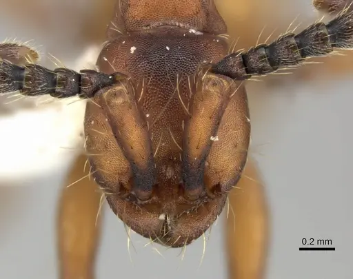 Aenictus hottai specimen