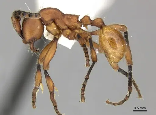 Aenictus hottai specimen