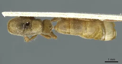 Aenictus humeralis specimen