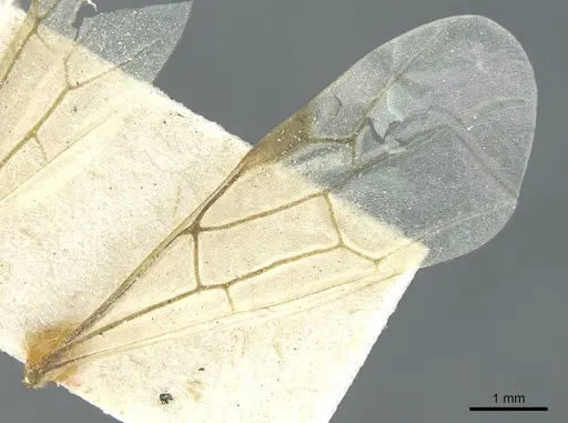 Aenictus humeralis specimen