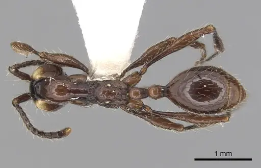 Aenictus huonicus specimen