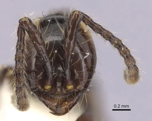 Aenictus huonicus specimen