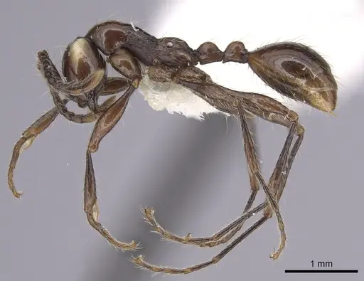 Aenictus huonicus specimen