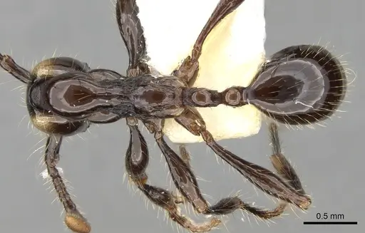 Aenictus huonicus - CASENT0281963