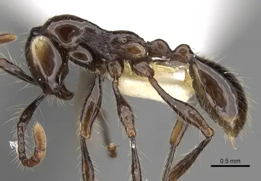 Aenictus huonicus - CASENT0281963