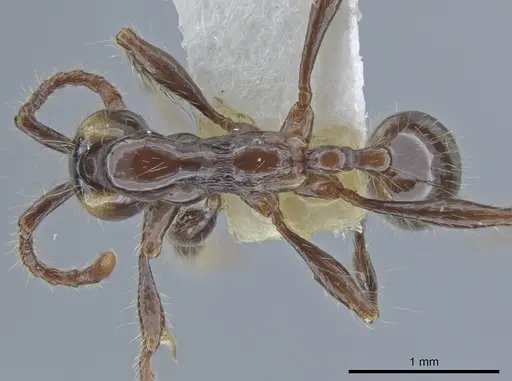Aenictus huonicus - CASENT0651688