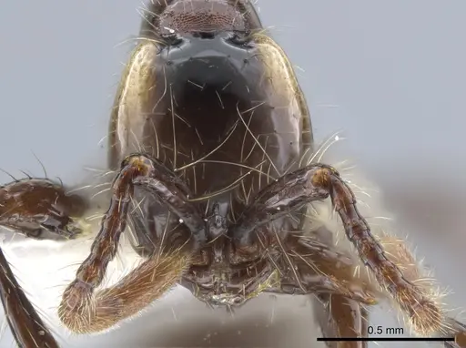 Aenictus huonicus - CASENT0651688