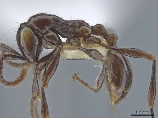 Aenictus huonicus - CASENT0651688