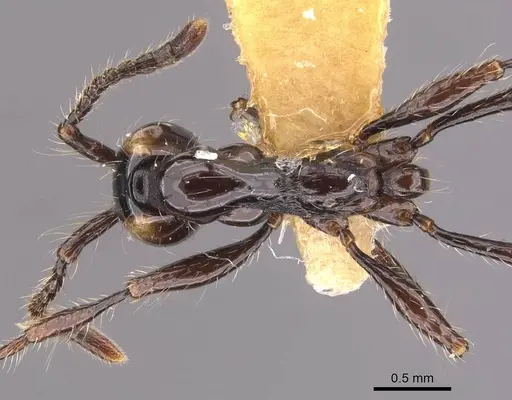 Aenictus huonicus - CASENT0905731