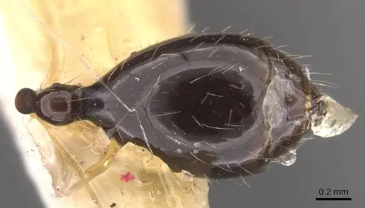 Aenictus huonicus - CASENT0905731