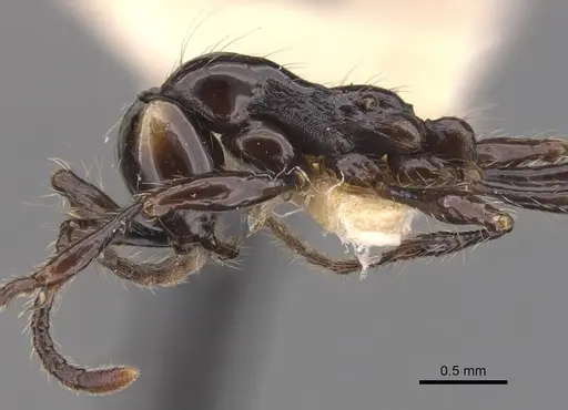 Aenictus huonicus - CASENT0905731