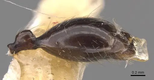 Aenictus huonicus - CASENT0905731