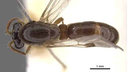 Aenictus icarus specimen