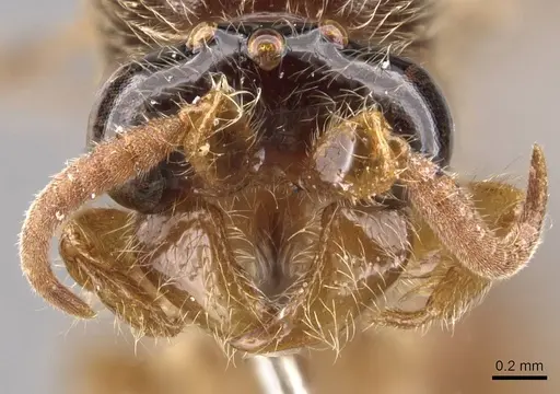 Aenictus icarus specimen