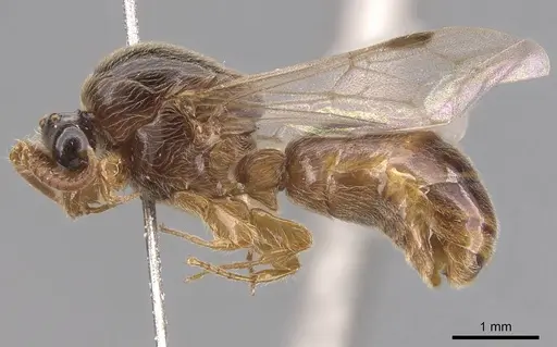 Aenictus icarus specimen