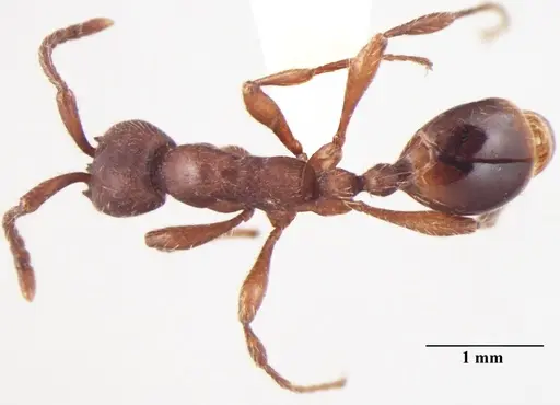 Aenictus indicus specimen