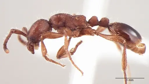 Aenictus indicus specimen