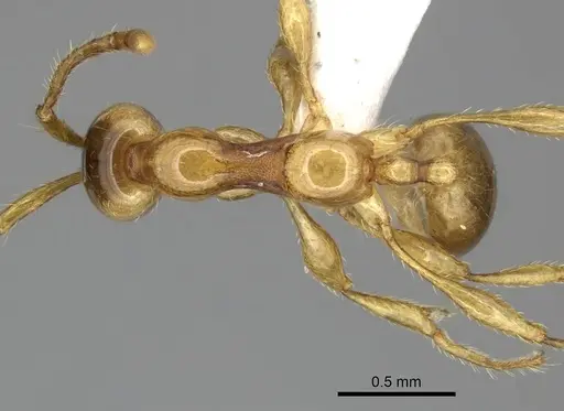 Aenictus inflatus specimen