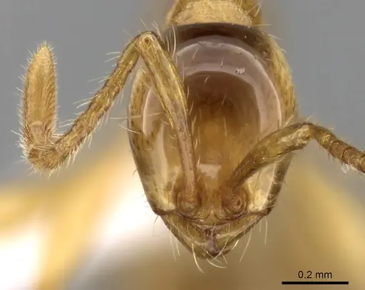 Aenictus inflatus specimen