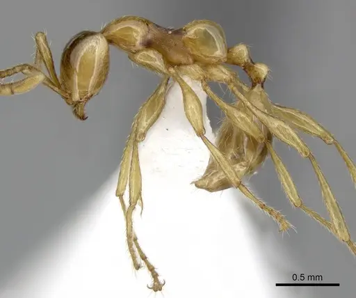 Aenictus inflatus specimen