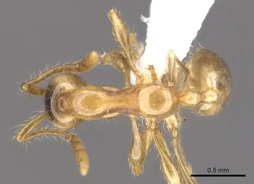 Aenictus inflatus - CASENT0902671