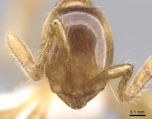 Aenictus inflatus - CASENT0902671