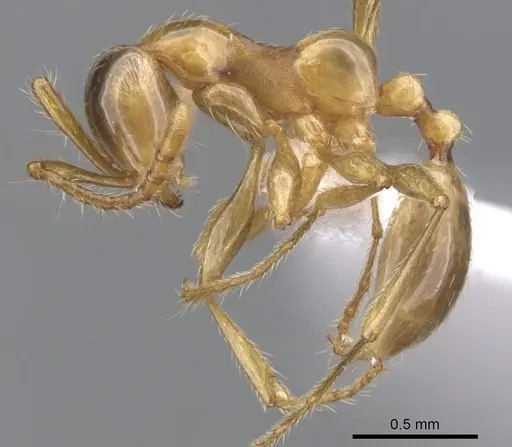 Aenictus inflatus - CASENT0902671