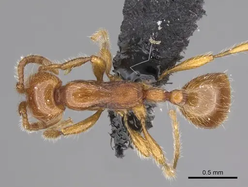 Aenictus jacki specimen