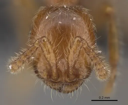 Aenictus jacki specimen