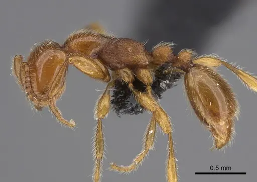 Aenictus jacki specimen