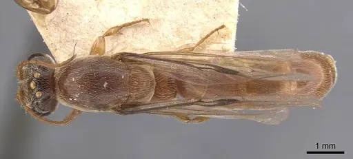 Aenictus jacobsoni specimen