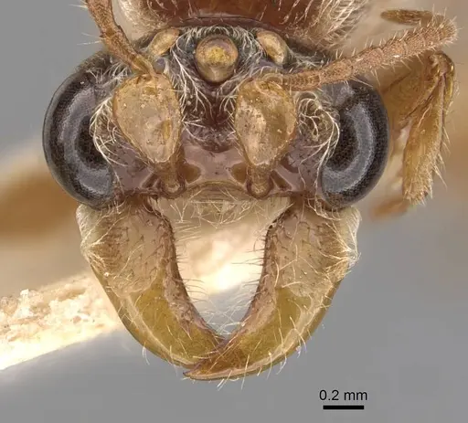 Aenictus jacobsoni specimen