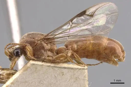 Aenictus jacobsoni specimen