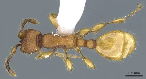 Aenictus jarujini specimen