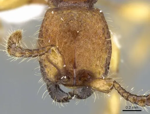 Aenictus jarujini specimen