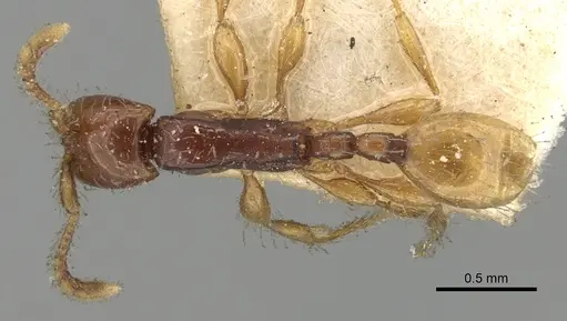 Aenictus javanus specimen