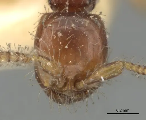Aenictus javanus specimen