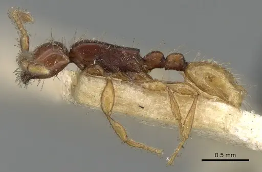 Aenictus javanus specimen