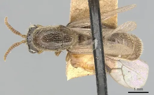 Aenictus javanus - CASENT0903752