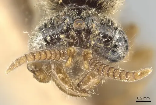 Aenictus javanus - CASENT0903752