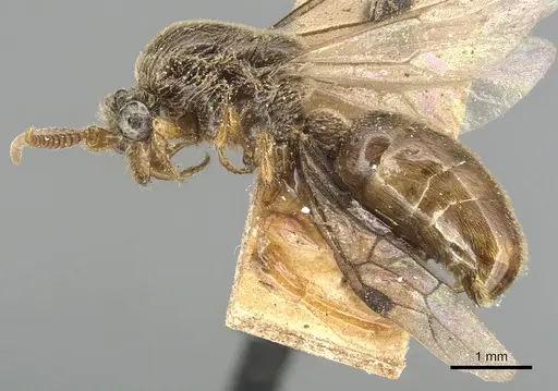 Aenictus javanus - CASENT0903752