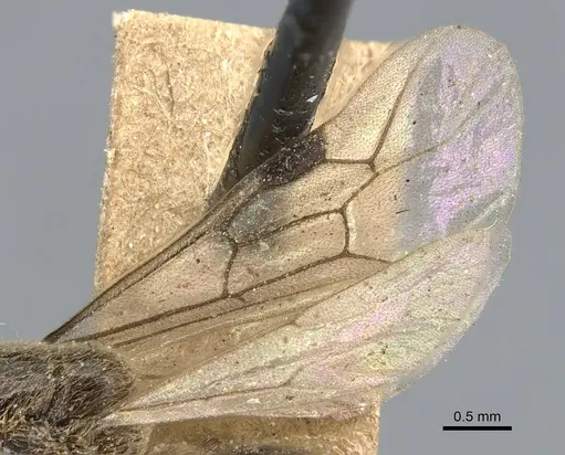 Aenictus javanus - CASENT0903752