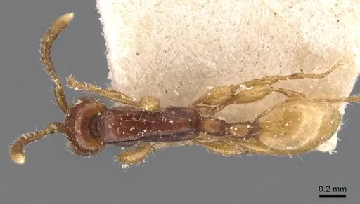 Aenictus javanus - CASENT0907005