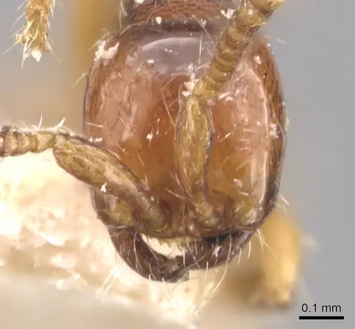 Aenictus javanus - CASENT0907005