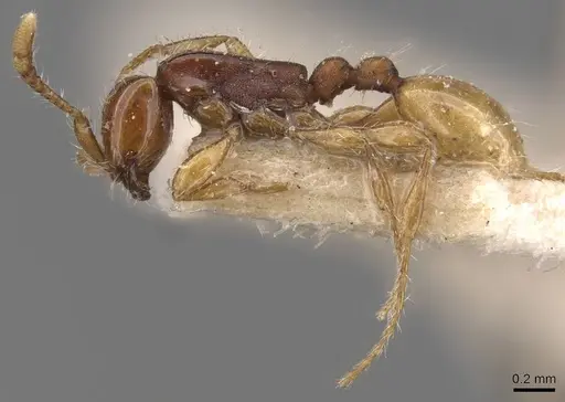 Aenictus javanus - CASENT0907005