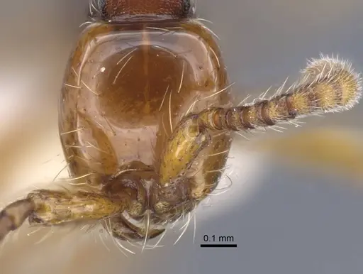 Aenictus jawadwipa specimen