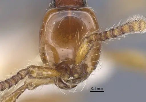 Aenictus jawadwipa specimen